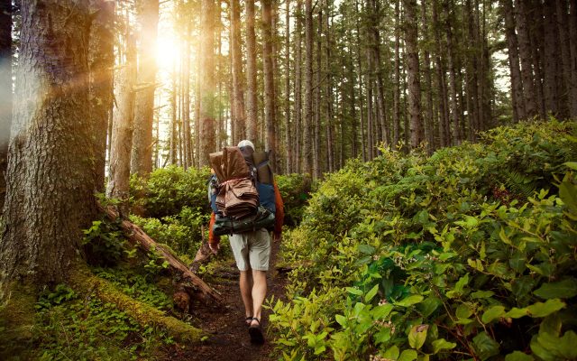 Rear view of hiker walking on pathway amidst trees at forest